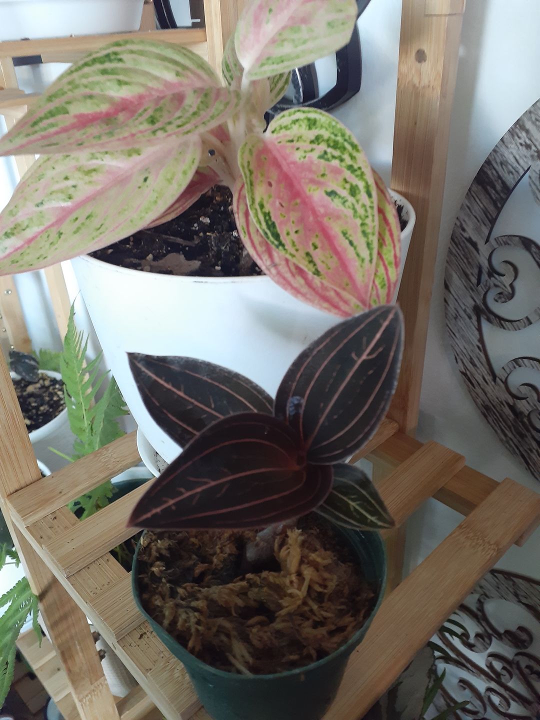 Customer photo review of Orchid Ludisia discolor