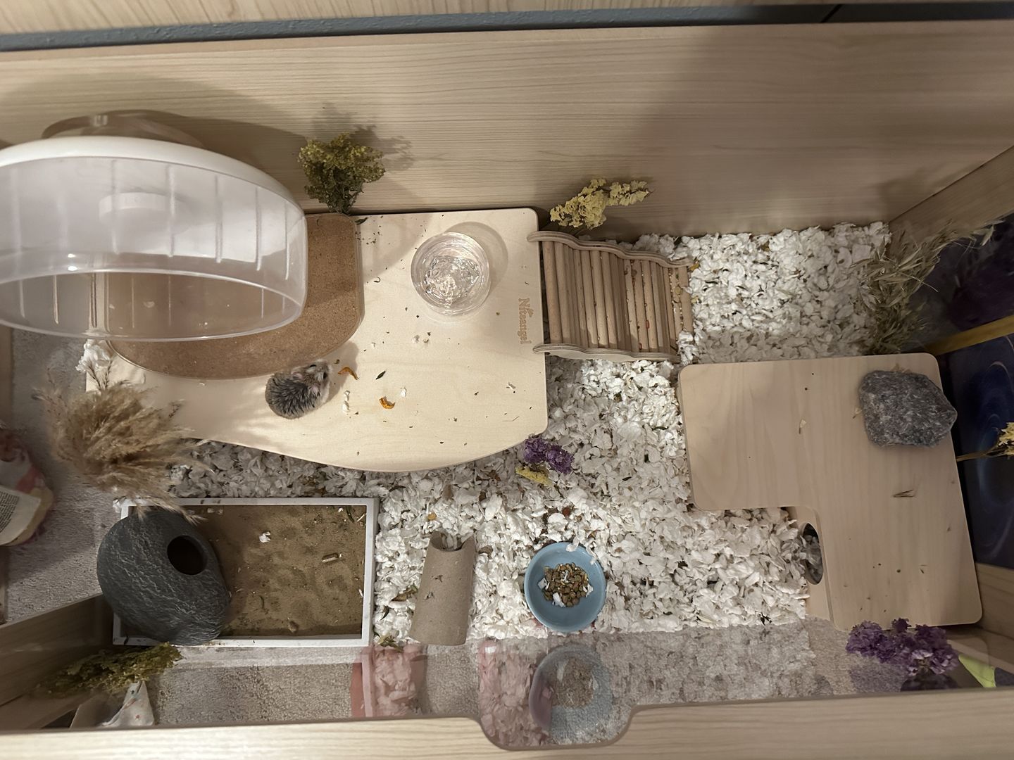 Customer photo review of Niteangel Bigger World MDF Terrarium Aspen Poplar Wooden Enclosure for Syrian and Dwarf Hamsters