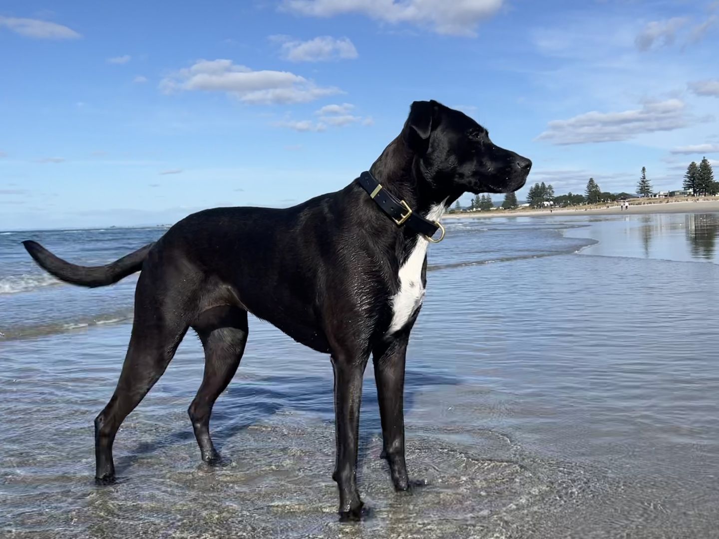 Customer photo review of D-End Dog Collar – Waterproof BioThane® – Designed for Pulling Dogs