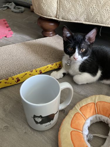 Customer photo review of Your Cat Family Personalized Mug