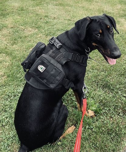 Customer photo review of Classic Heavy-Duty Tactical No-Pull Team K9™ Dog Harness With Front & Back D-Rings, Quick-Release Metal-Buckles, Hook & Loop Panels, & Top Handle