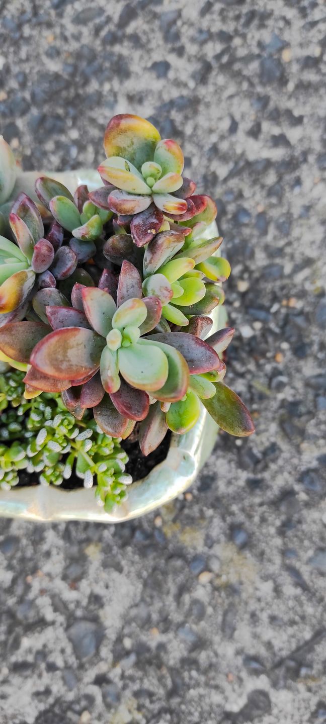 Customer photo review of Echeveria manaudes variegated