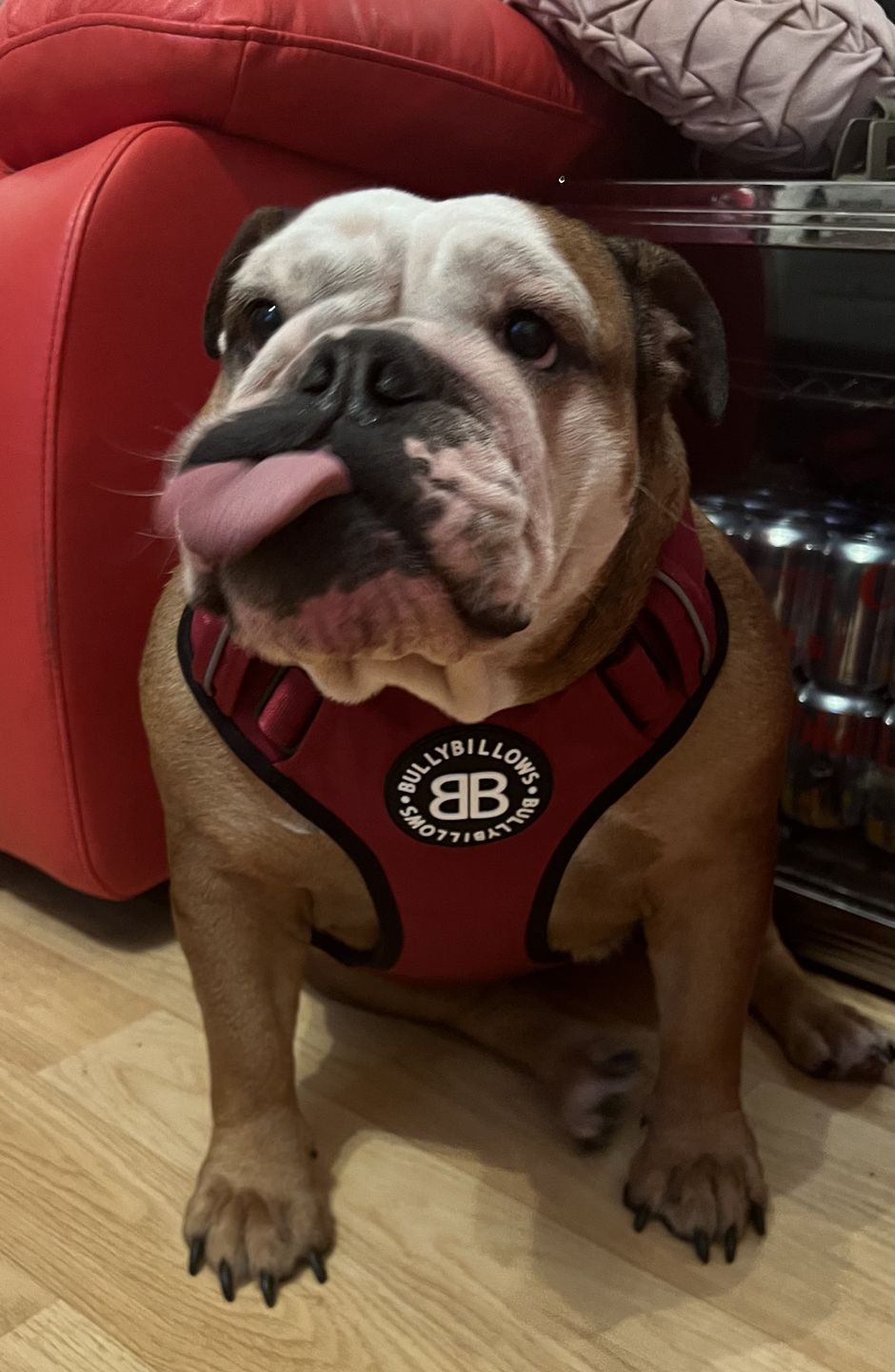Customer photo review of Premium Comfort Harness | Non Restrictive & Adjustable - Burgundy v2.0
