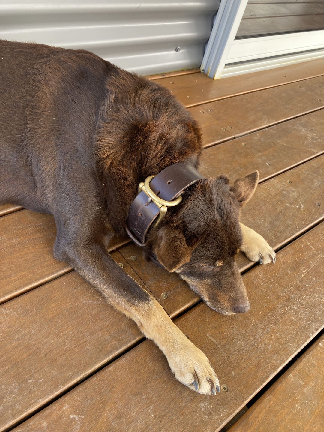 Customer photo review of BIG Dog Collar