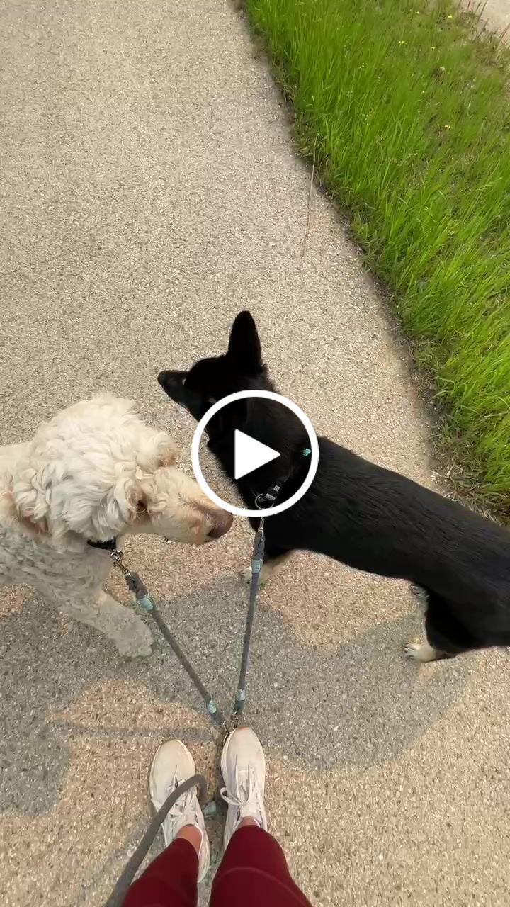 Customer video review of Cotton Rope Multi-Dog Leash Connector