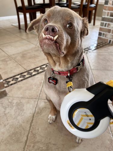 Customer photo review of FIDA AutoBrake Leash