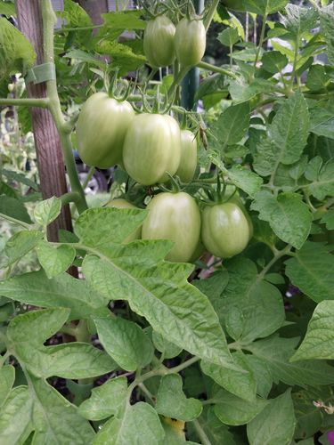 Customer photo review of Italian Roma Bush Tomato Seeds
