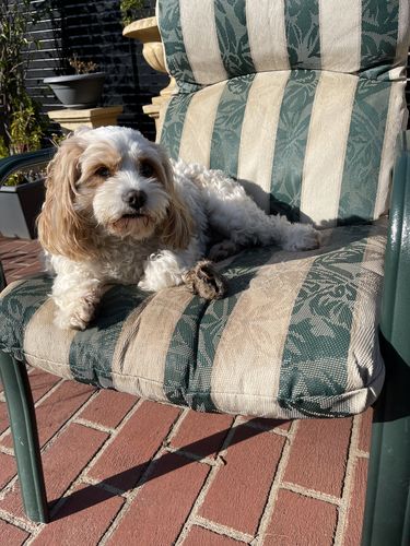 Customer photo review of Roo Ears with Fur (5 Pack)