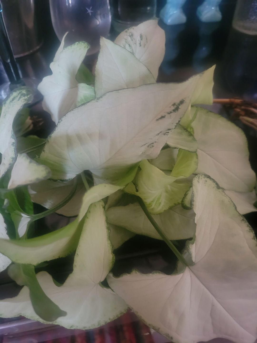 Customer photo review of Syngonium podophyllum 'Holly M'