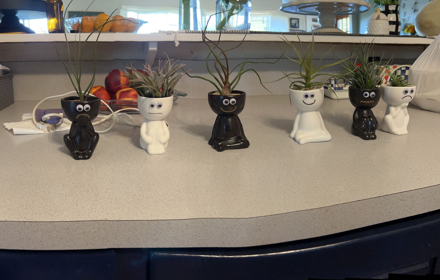 Customer photo review of *6 Pack* Premium Air Plants Mix  *Cannot Be Shipped Internationally*