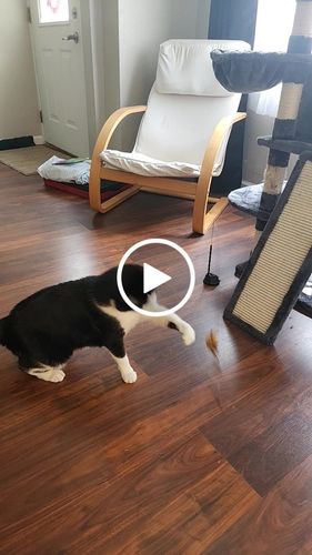 Customer video review of Interactive Bird Simulation Cat Toy Set