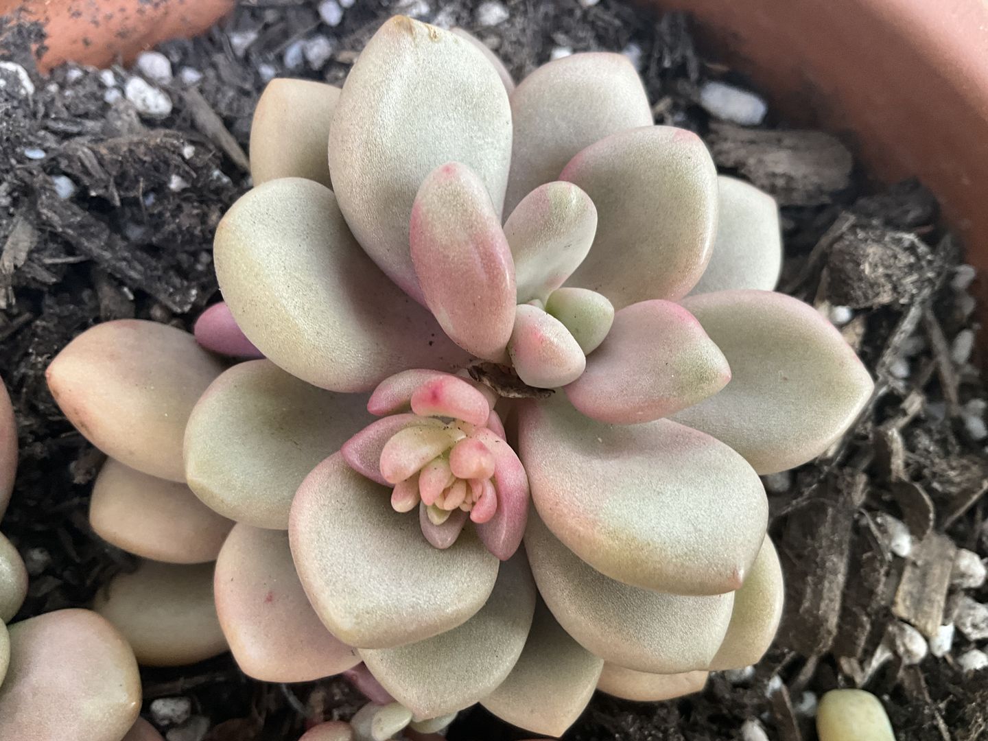 Customer photo review of Graptoveria 'avant-garde'