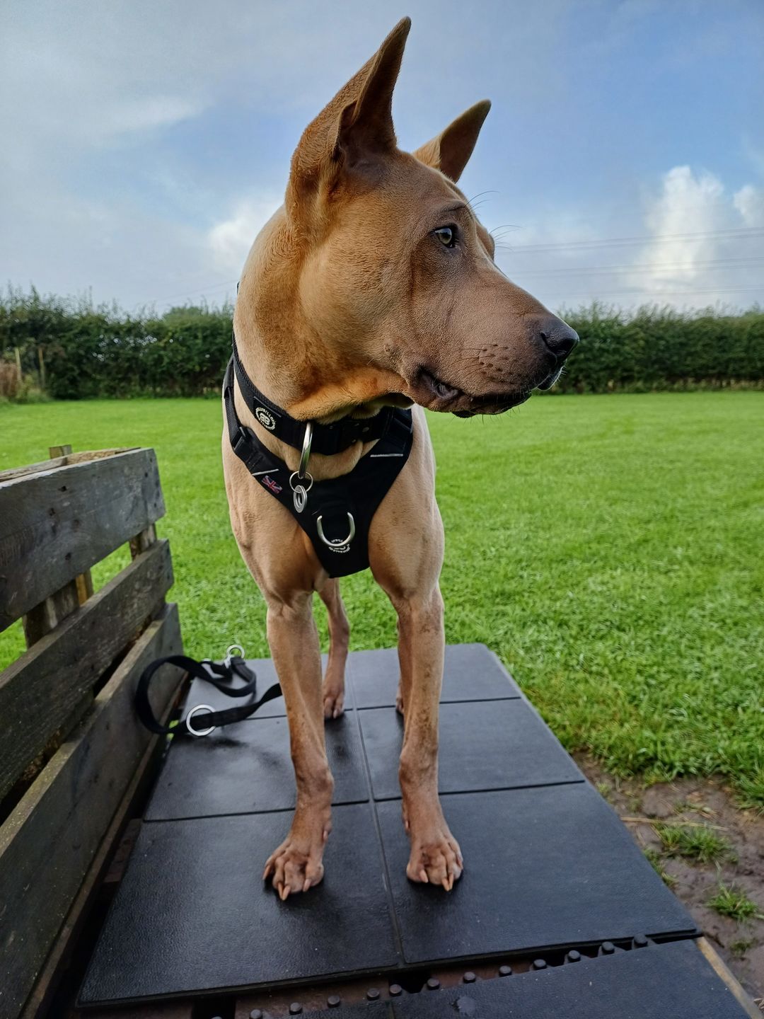 Customer photo review of 4cm Combat® Collar | Rated Clip - NO HANDLE - Black v2.0