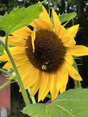 Customer photo review of Valentine’s Day Sunflower Seed Pack