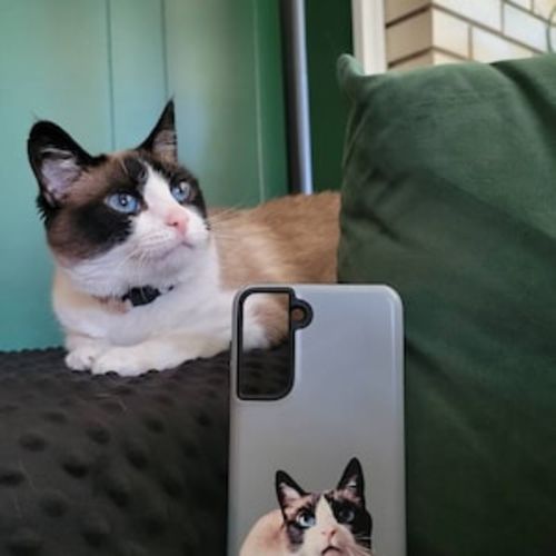 Customer photo review of Custom Pet Phone Case Using Pet Photo + Name