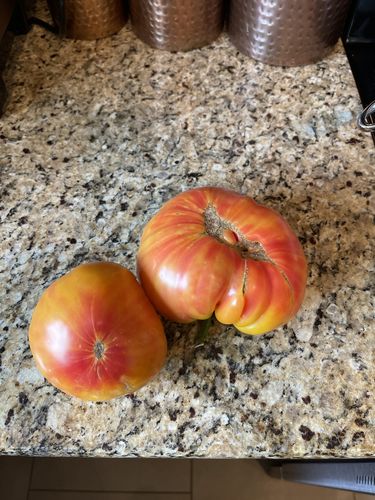 Customer photo review of Pineapple Pole Tomato Seeds