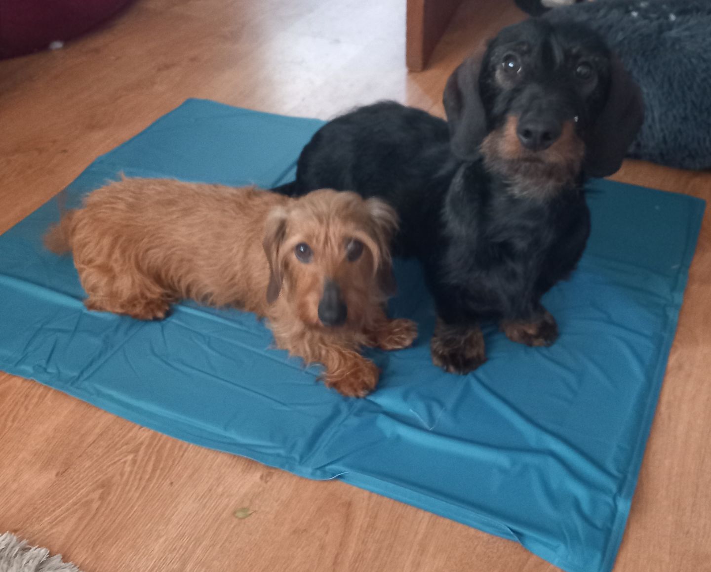 Customer photo review of Total Dental Care Supplement For Dogs