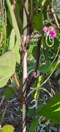 Customer photo review of Trionfo Violetto Pole Bean Seeds