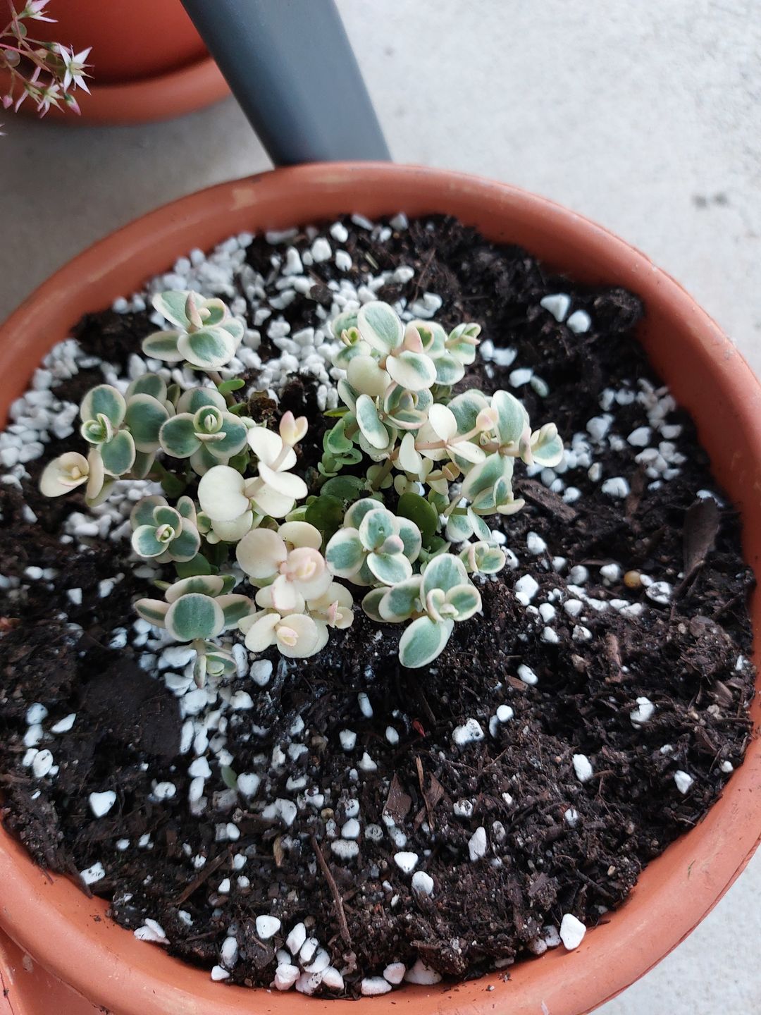 Customer photo review of Sedum Joyce Tulloch Variegata