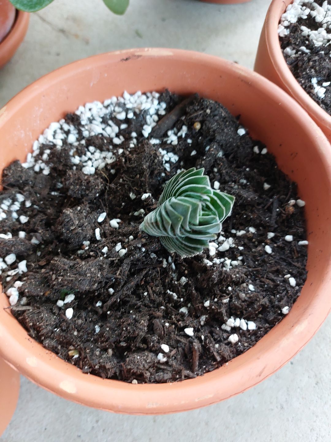 Customer photo review of Crassula Buddha's Temple