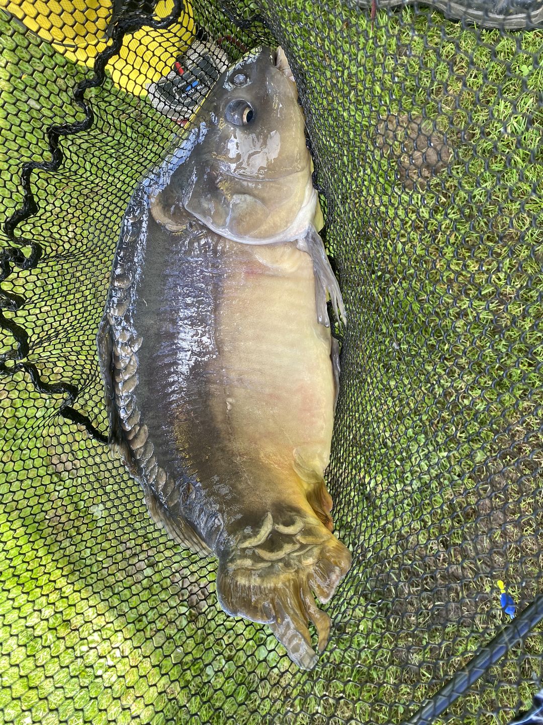 Customer photo review of BAIT BOOSTER 500ml