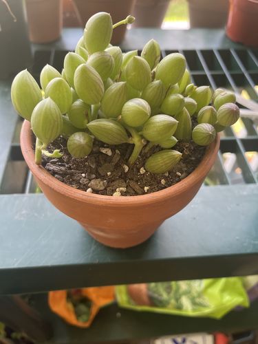 Customer photo review of String of Watermelons | Senecio Herreanus