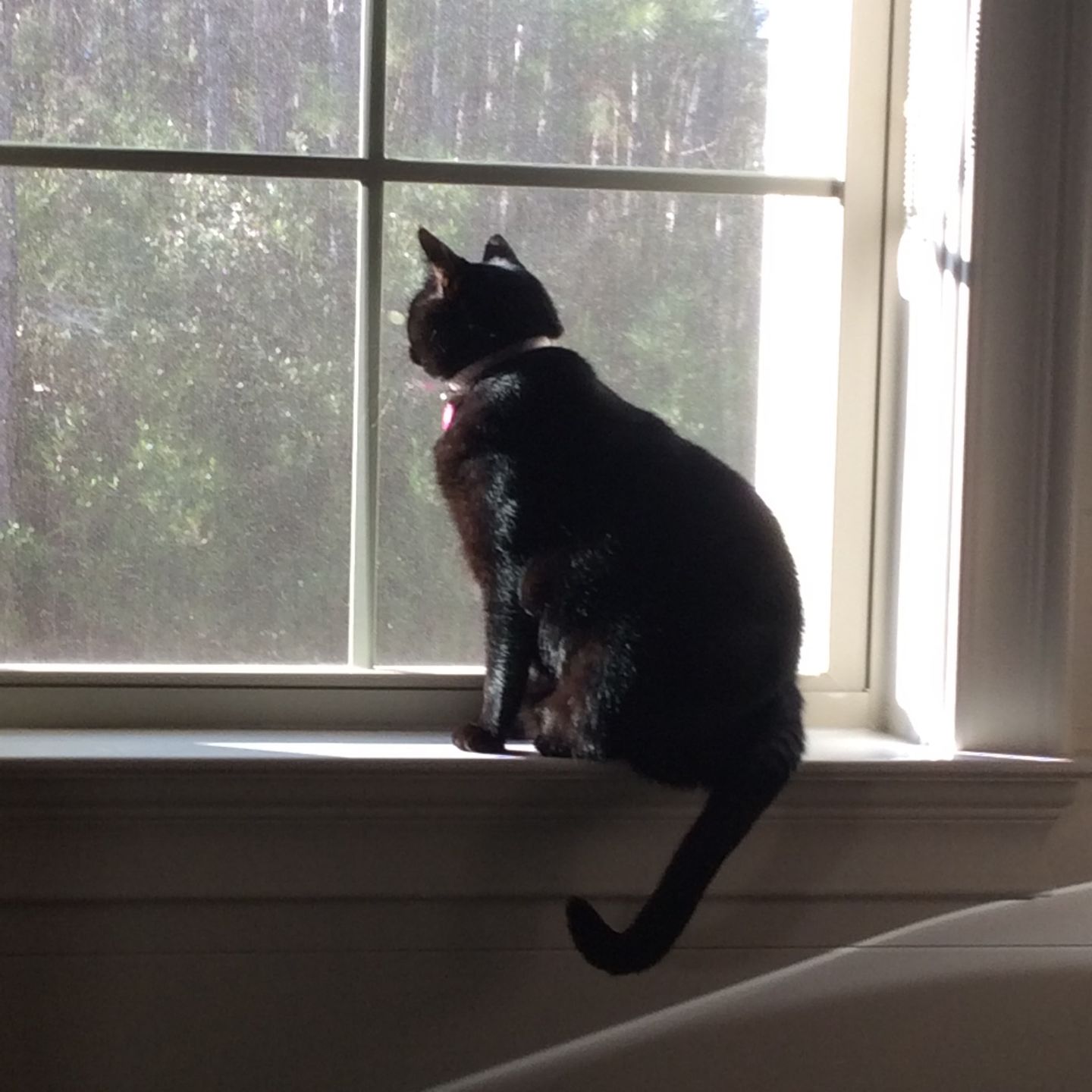Customer photo review of Natural Cat Laxative & Constipation Treatment