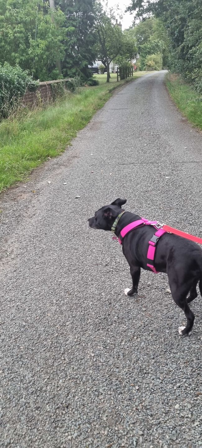 Customer photo review of TRI-Harness® | Anti-Pull, Adjustable & Durable - Dog Trainers Choice - Magenta v2.0