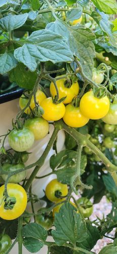 Customer photo review of Patio Choice Yellow Bush Cherry Tomato Seeds
