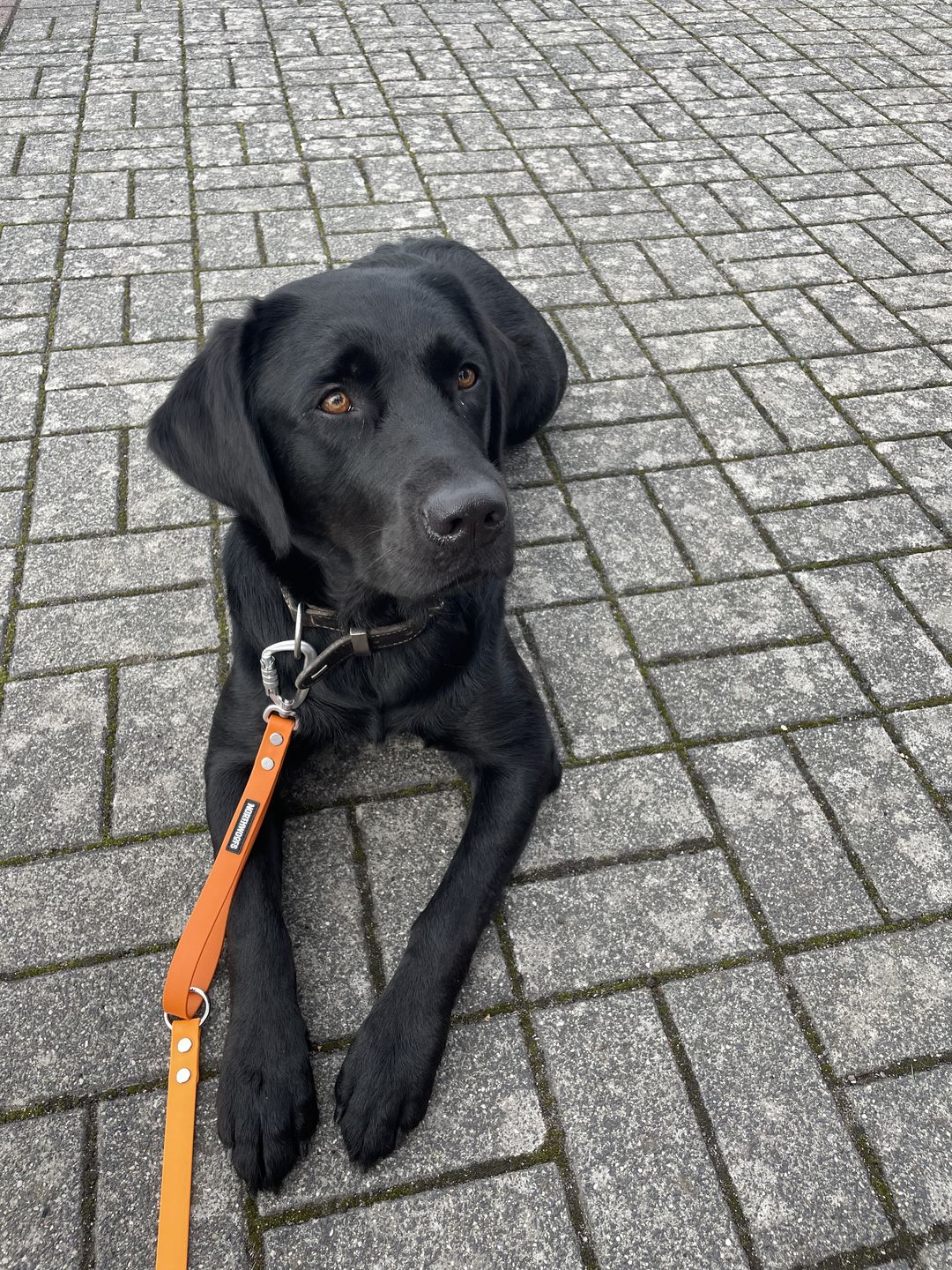 Customer photo review of The Multi QuickLead™ Duo Tone - Dog Leash