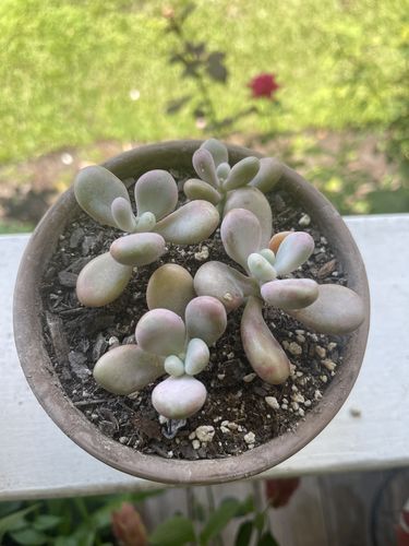 Customer photo review of Pink Moonstones | Pachyphytum Oviferum