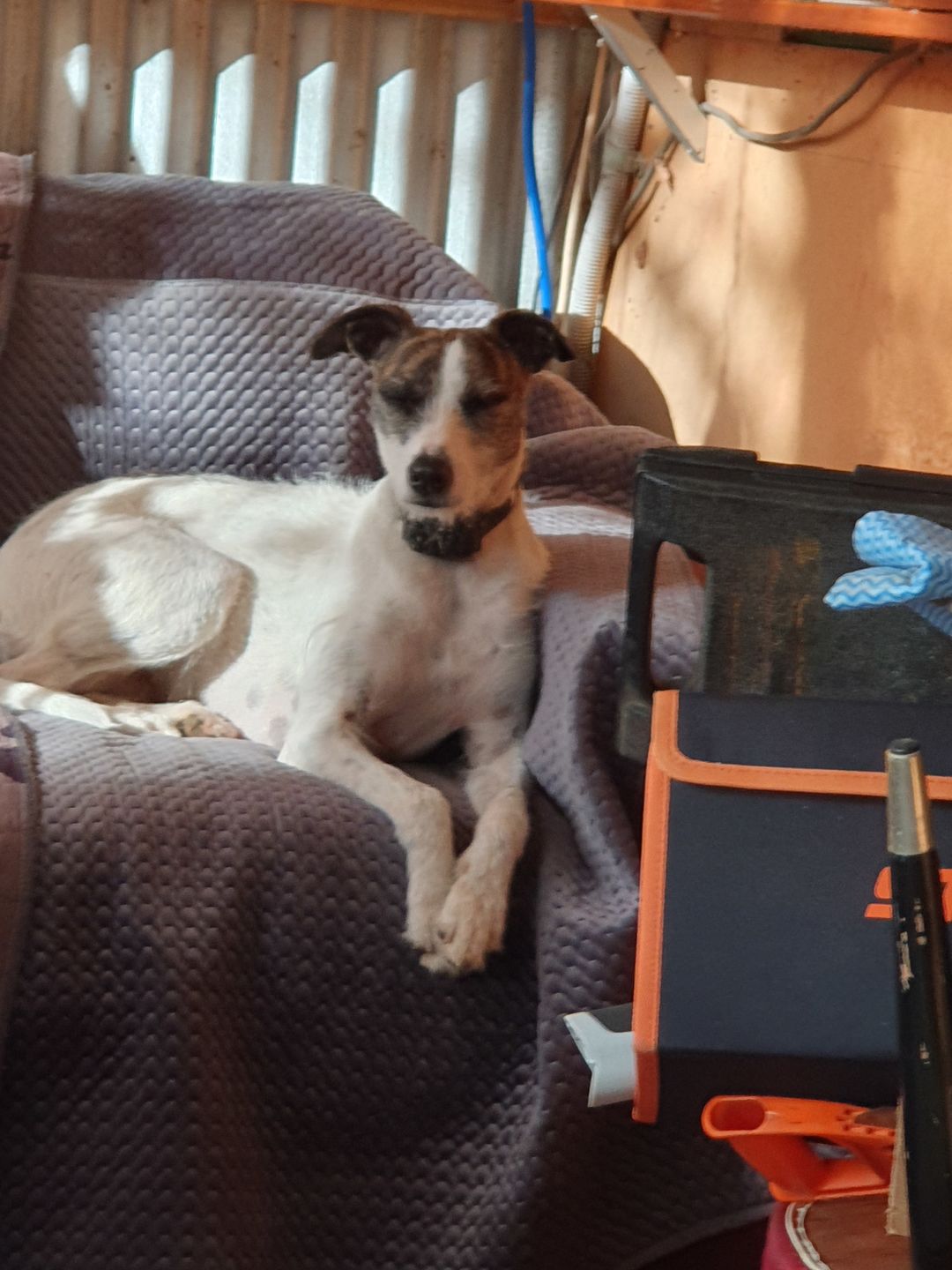 Customer photo review of Electric Dog Nail Grinder