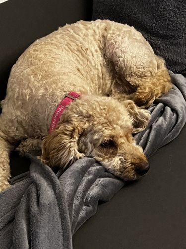 Customer photo review of Prinzessin - Neon - Hundehalsband