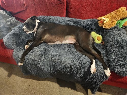 Customer photo review of Calming Couch Bed