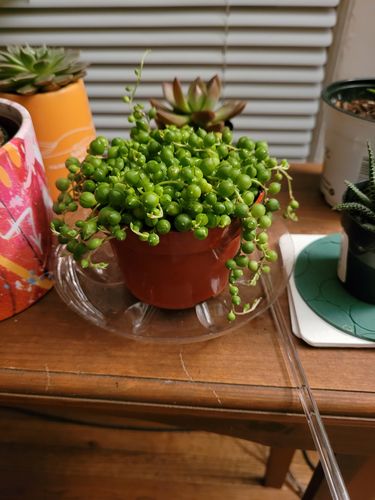 Customer photo review of String of Pearls | Senecio Rowleyanus