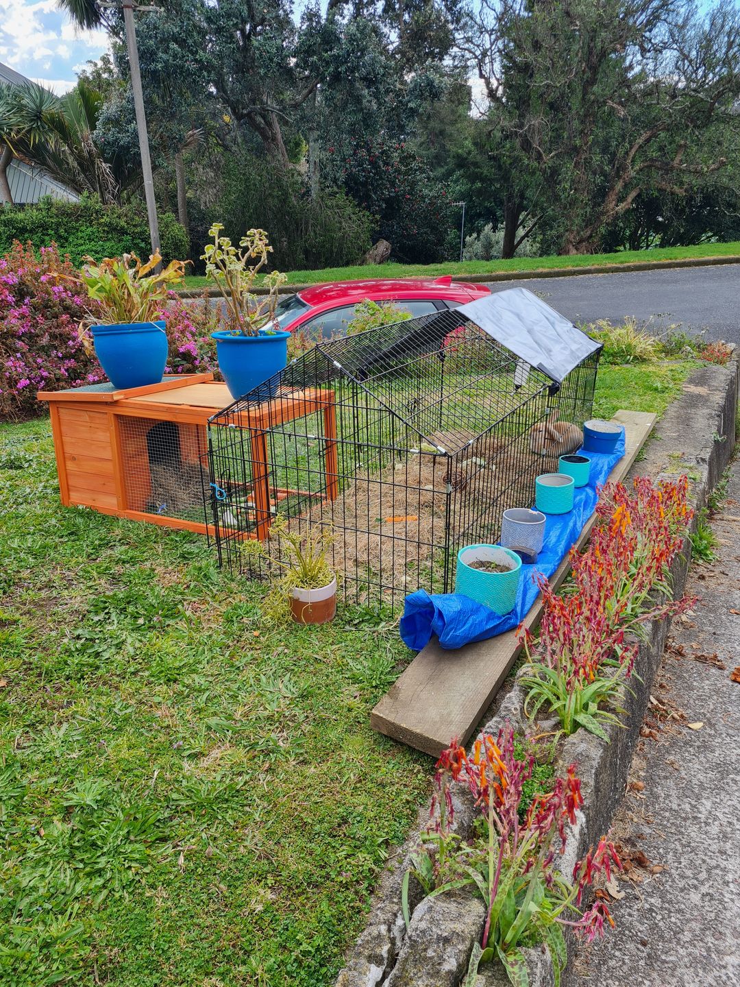 Customer photo review of Chicken/Rabbit Run Cage with Sun Cover - 185 x 75 x 75cm