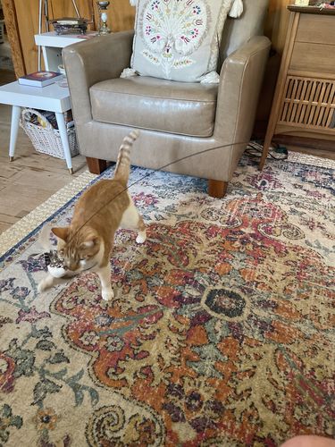 Customer photo review of Interactive Bird Simulation Cat Toy Set