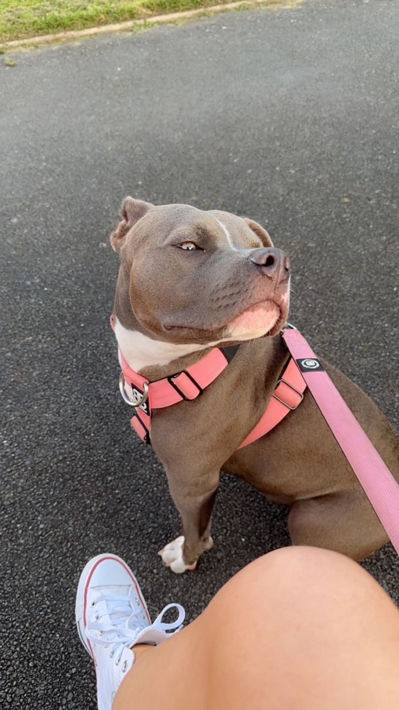Customer photo review of TRI-Harness® | Anti-Pull, Adjustable & Durable - Dog Trainers Choice -  Pink v2.0