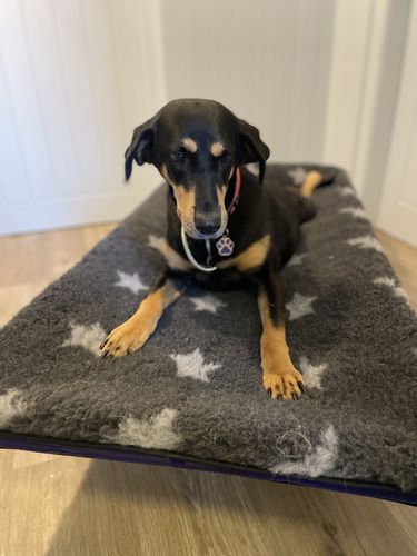 Customer photo review of HiK9 Bed with Purple Mesh Cover