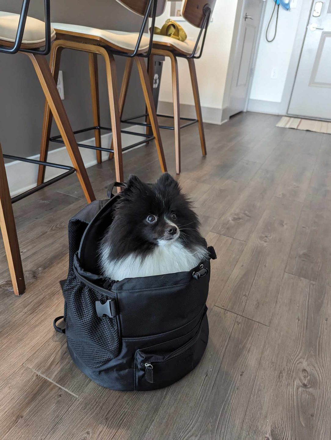 Customer photo review of Premium All-Black Pet Backpack