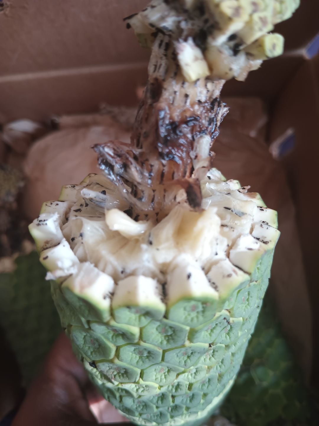Customer photo review of Monstera Deliciosa *Pre-Order*