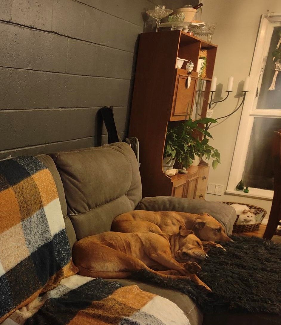 Customer photo review of Matching Calming Blanket