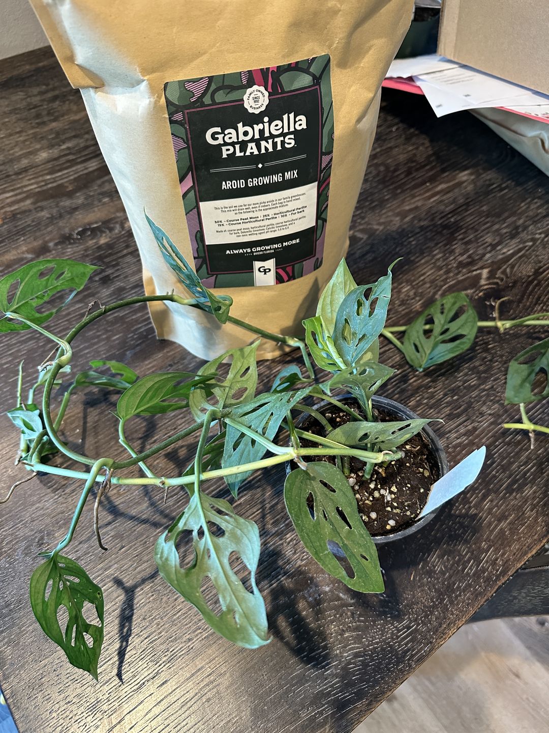 Customer photo review of Monstera adansonii Wide Leaf