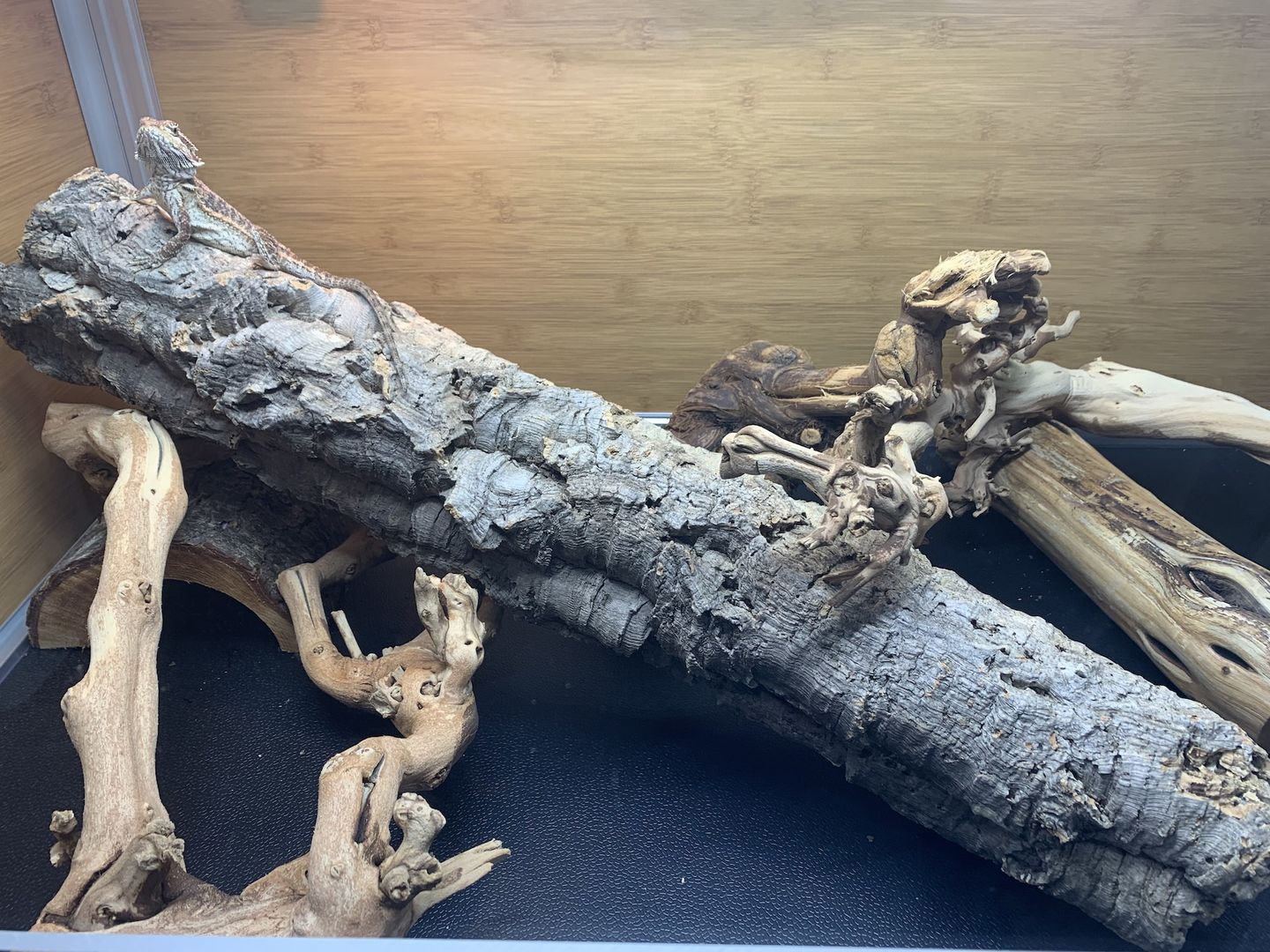 Customer photo review of Cork Bark Tubes, Large