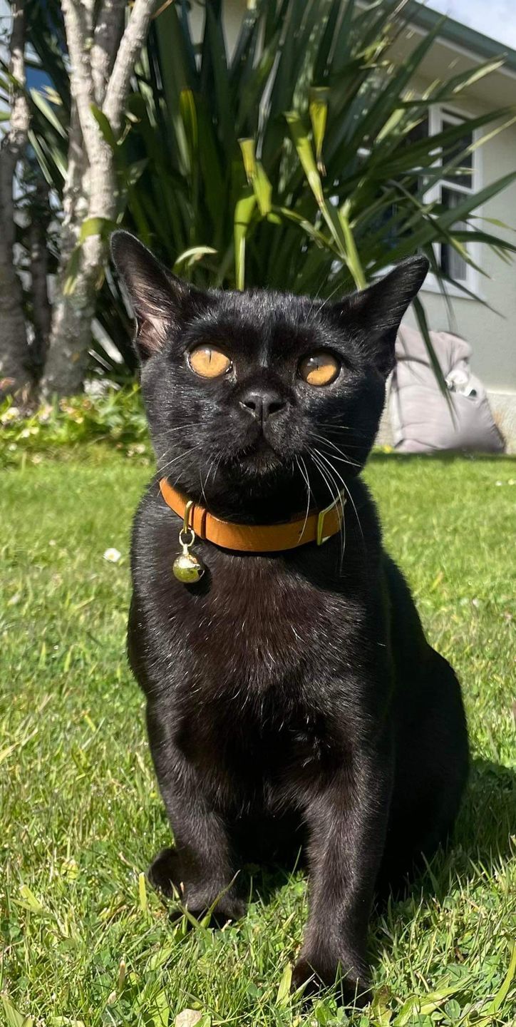 Customer photo review of Leather Cat Collar with Nameplate - Custom Sized