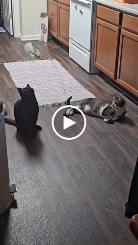 Customer video review of Interactive Bird Simulation Cat Toy Set