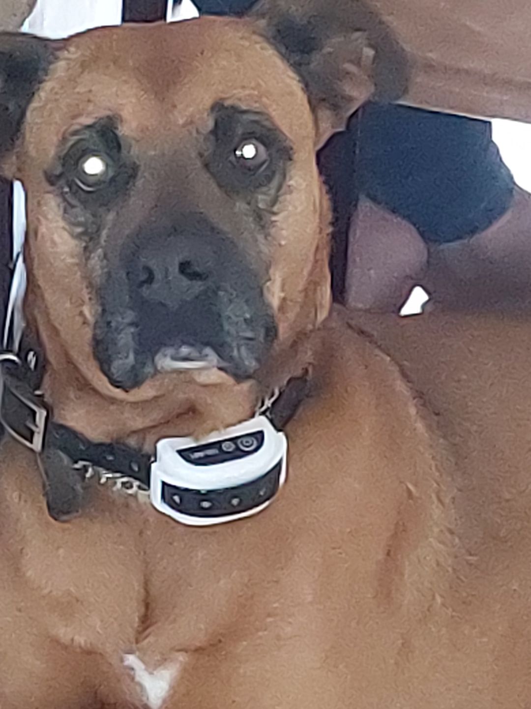 Customer photo review of Spare Collar for Wireless Dog Fence (KD661C)