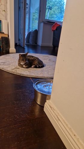 Customer photo review of Kitty™ - Premium Trinkbrunnen