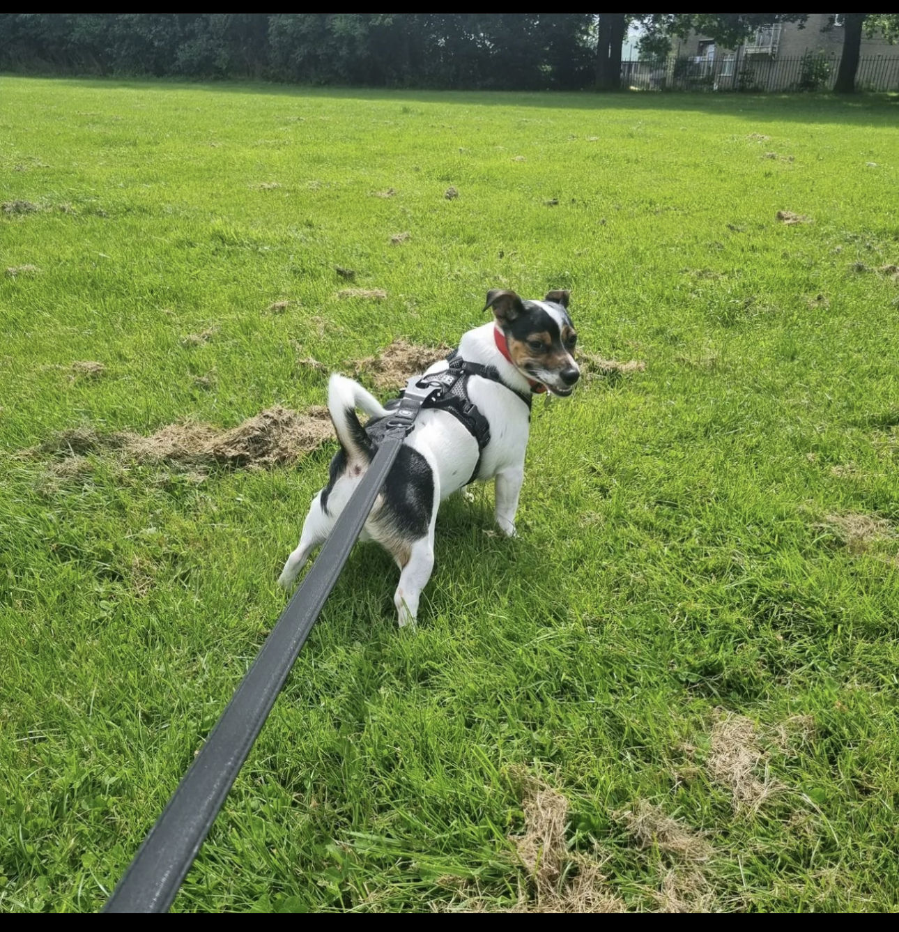 Customer photo review of Active Harness | With Handle - Padded Lining & Highly Reflective - Black