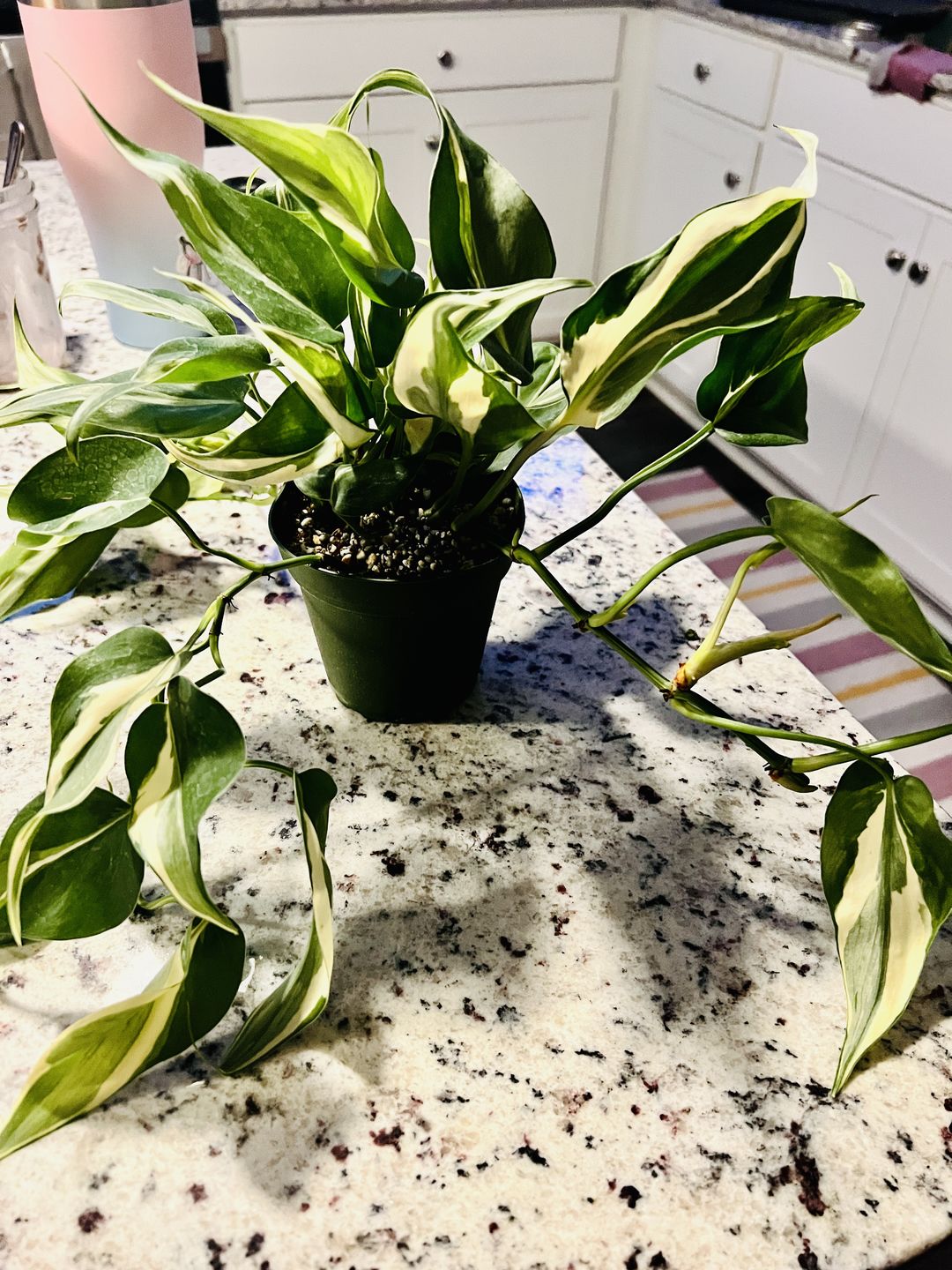 Customer photo review of Philodendron hederaceum 'Rio' - 4"